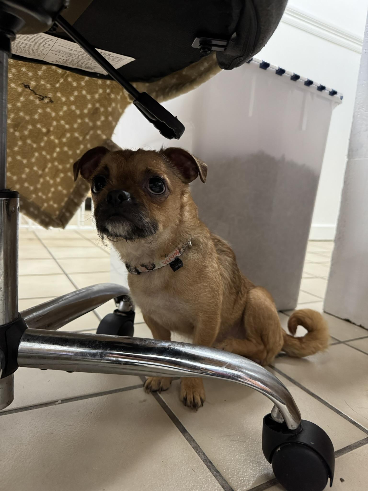 Enlarge Cookie, a Adoptable mixed breed in Ponchatoula, LA image 5/5