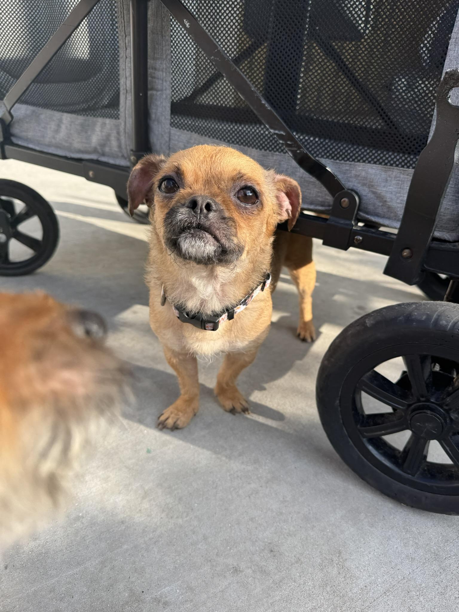 Enlarge Cookie, a Adoptable mixed breed in Ponchatoula, LA image 2/5