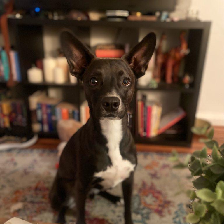 Enlarge Berm (FKA Orion), a Adoptable mixed breed in San Diego, CA image 1/6