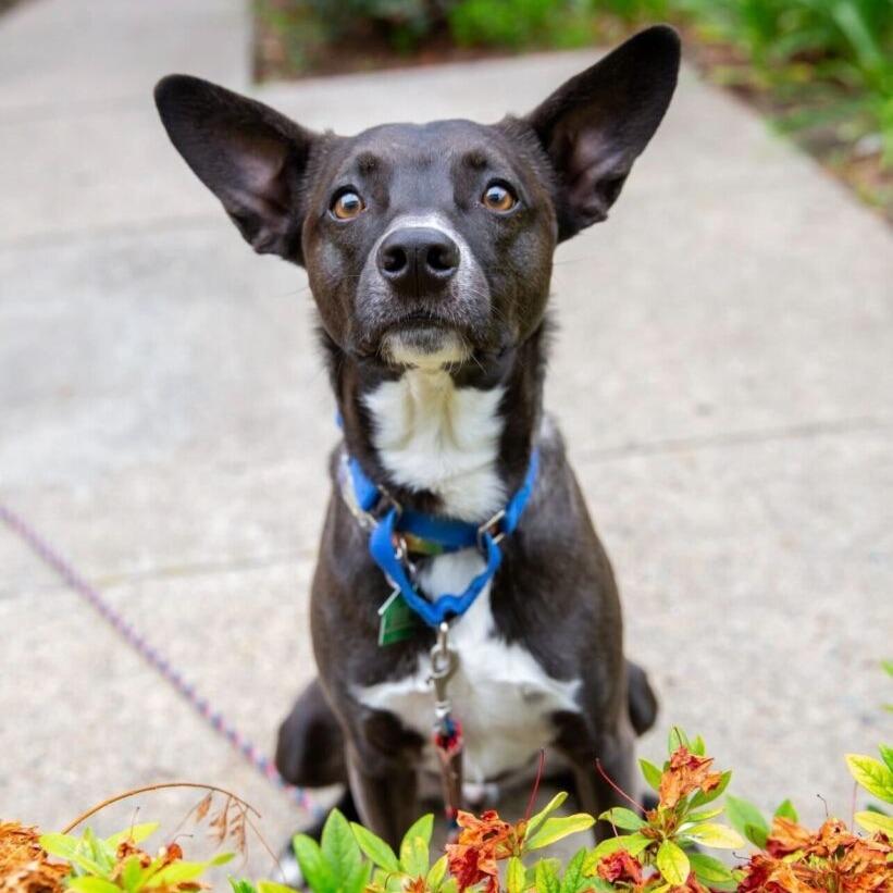 Enlarge Berm (FKA Orion), a Adoptable mixed breed in San Diego, CA image 2/6