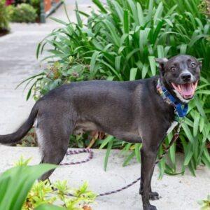 Enlarge Berm (FKA Orion), a Adoptable mixed breed in San Diego, CA image 3/6