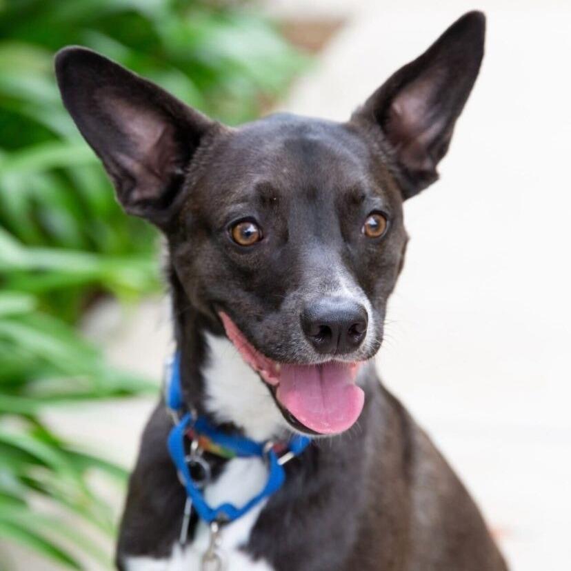 Enlarge Berm (FKA Orion), a Adoptable mixed breed in San Diego, CA image 4/6
