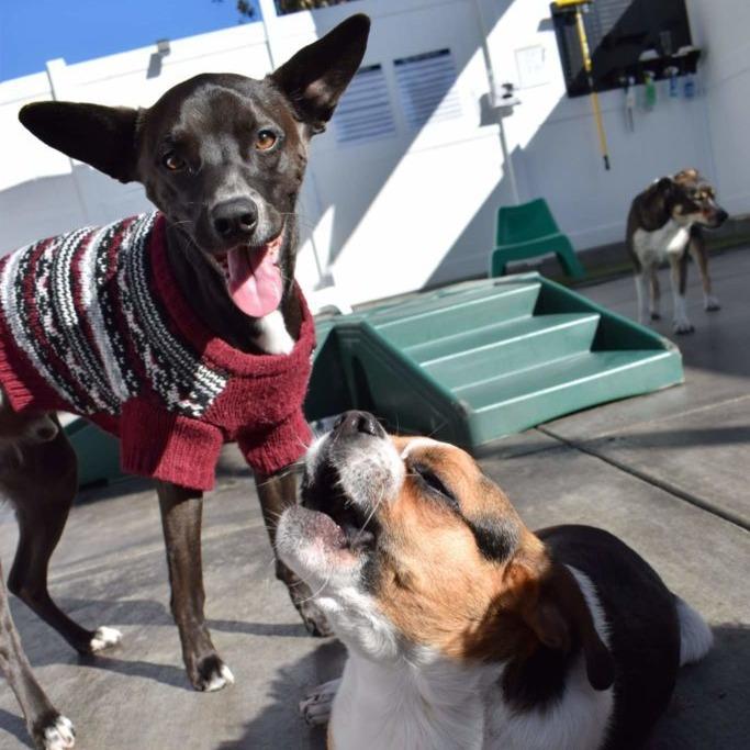 Enlarge Berm (FKA Orion), a Adoptable mixed breed in San Diego, CA image 5/6