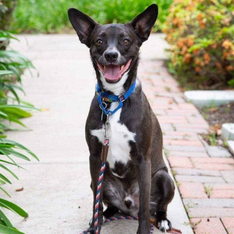 Enlarge Berm (FKA Orion), a Adoptable mixed breed in San Diego, CA image 6/6