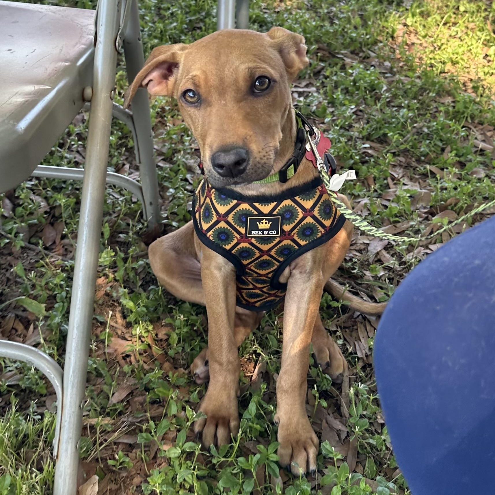 Scoobie, ADOPTABLE, Young Male Mixed Breed.