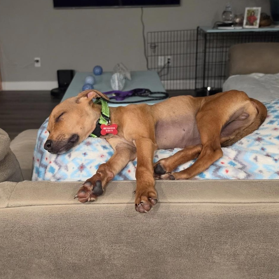 Enlarge Scoobie, a ADOPTABLE Mixed Breed in Little Rock, AR image 3/4