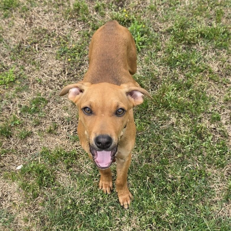 Enlarge Scoobie, a ADOPTABLE Mixed Breed in Little Rock, AR image 4/4