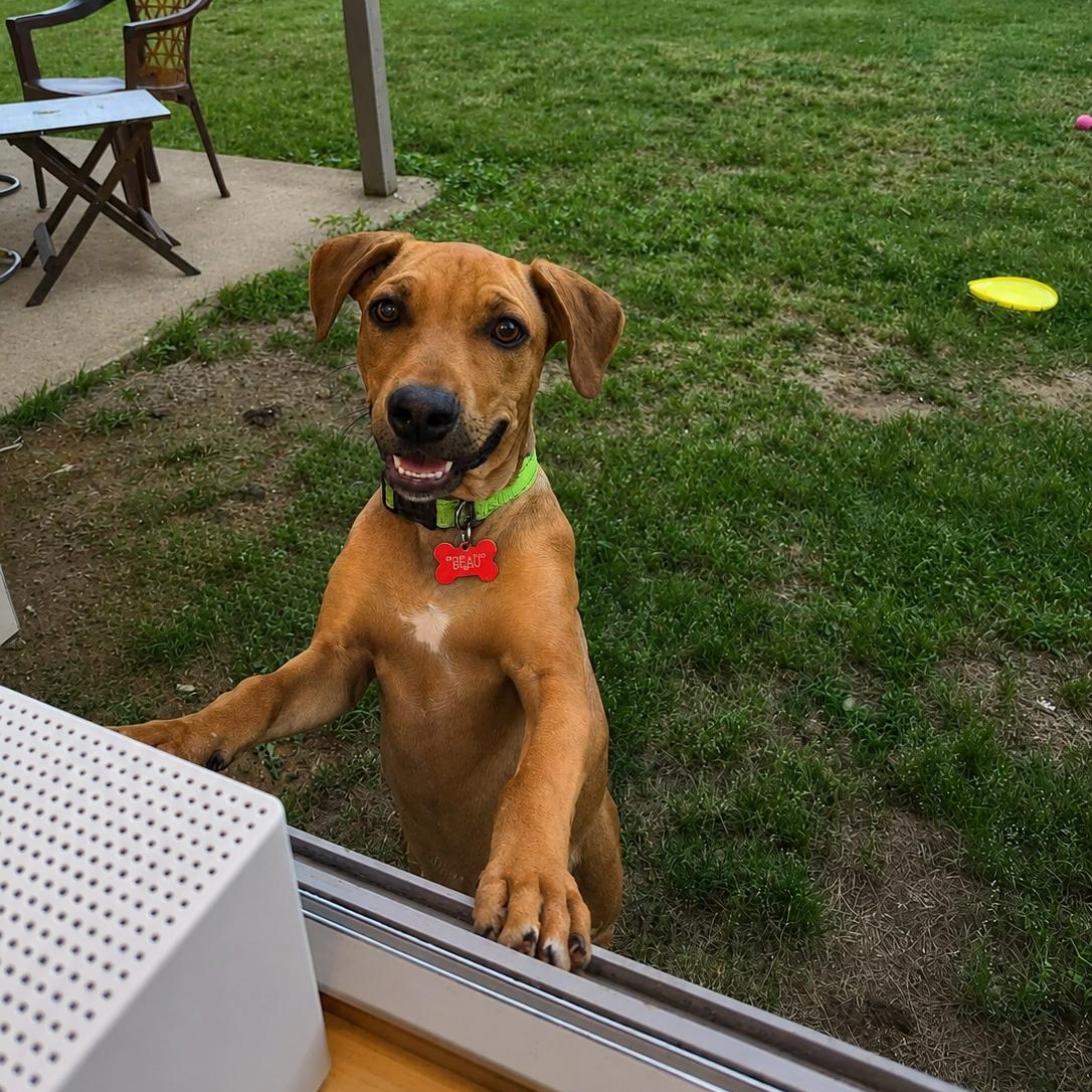 Scooby, ADOPTABLE, Young Male Miniature Pinscher.