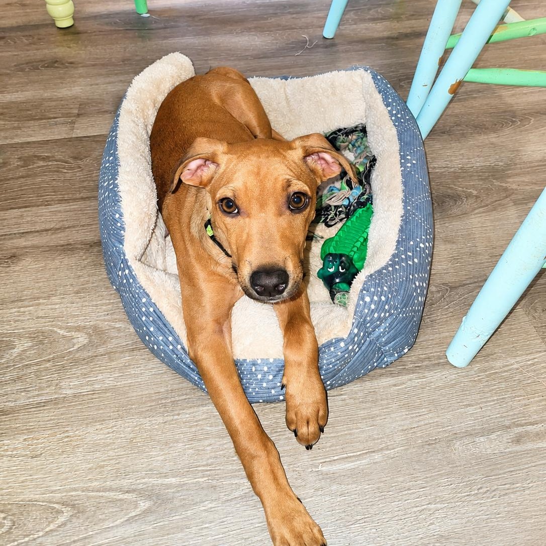 Scooby, a ADOPTABLE mixed breed in Little Rock, AR image 3/6