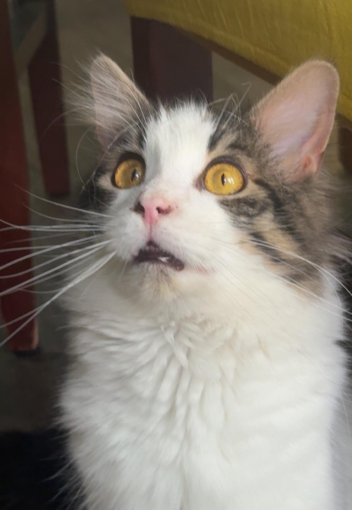 Ezra