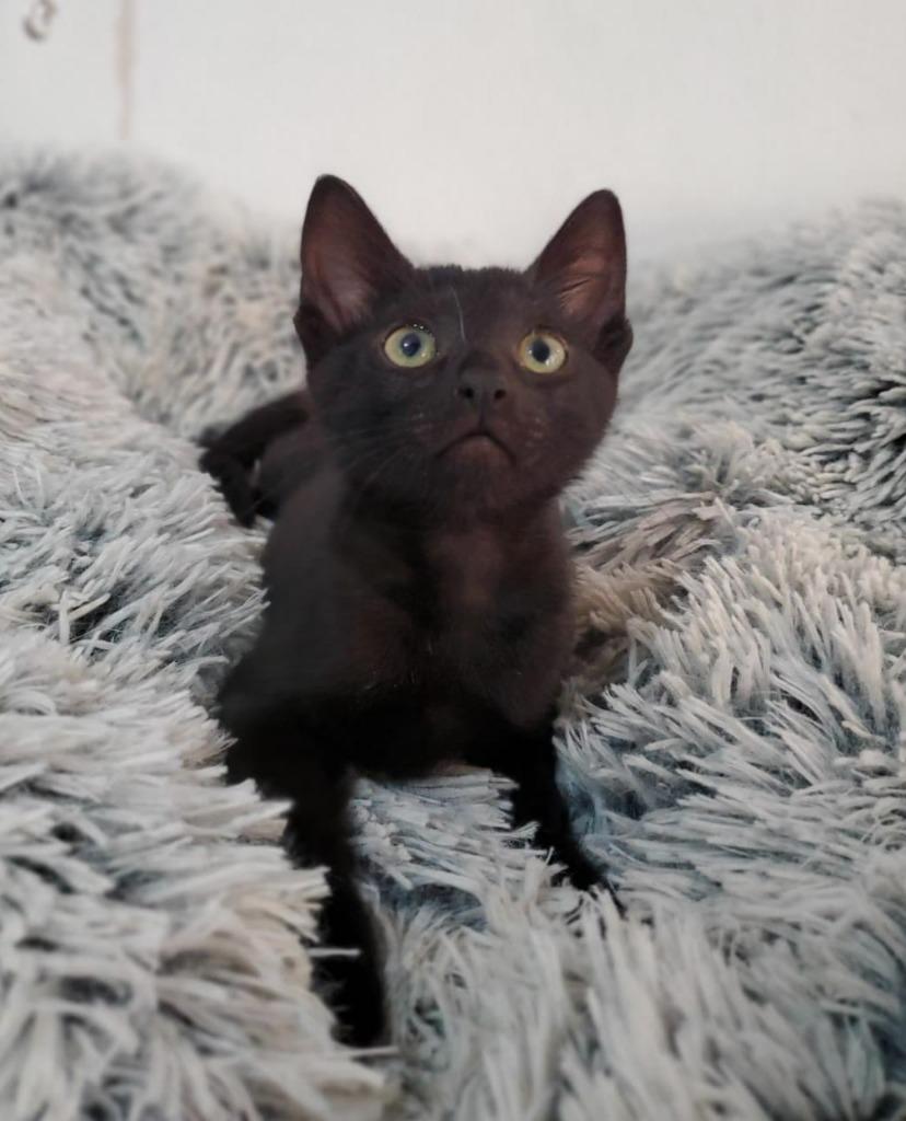 Puff, Adopted, Adult Female American Shorthair.