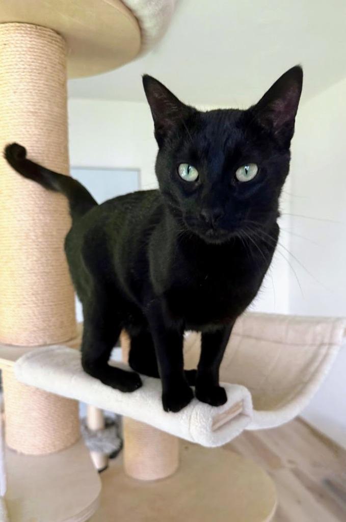 Enlarge Puff, a Adopted American Shorthair in San Juan de Abajo, NAY image 2/6