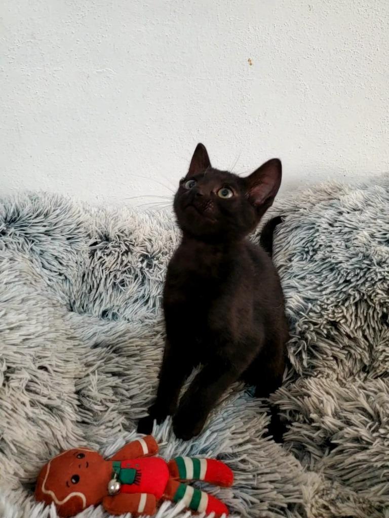 Enlarge Puff, a Adopted American Shorthair in San Juan de Abajo, NAY image 3/6