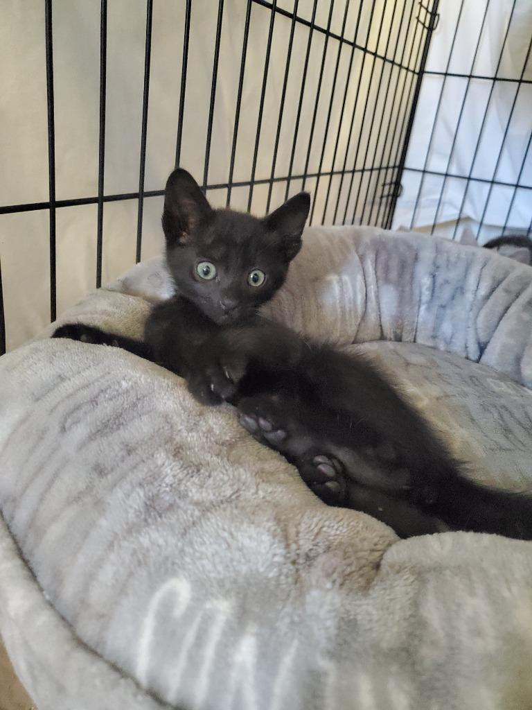 Enlarge Puff, a Adopted American Shorthair in San Juan de Abajo, NAY image 4/6