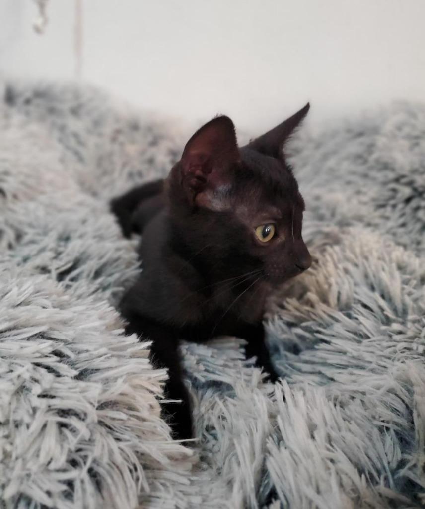 Enlarge Puff, a Adopted American Shorthair in San Juan de Abajo, NAY image 6/6