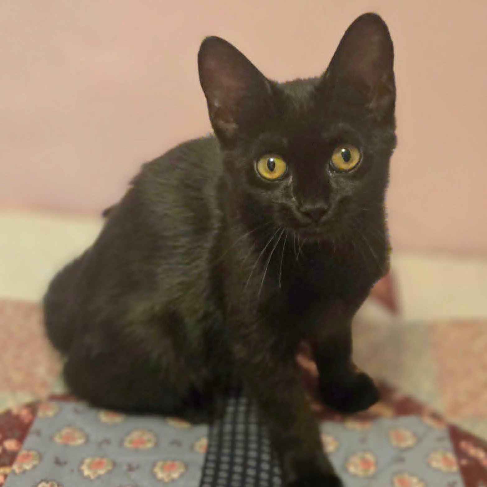 Enlarge Maude (Whiskers Society), a Adoptable Domestic Short Hair in Watertown, WI image 1/3