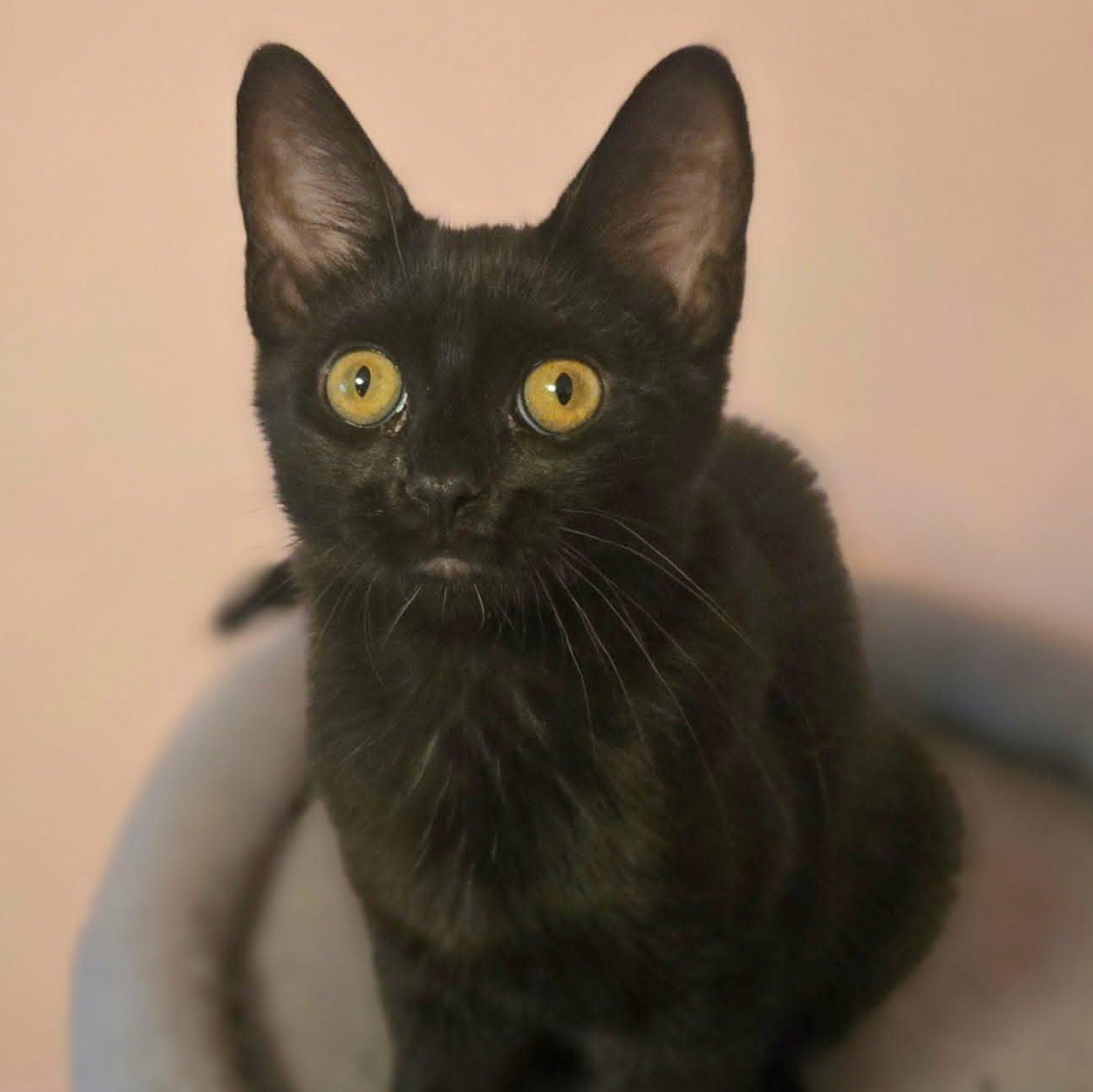Enlarge Maude (Whiskers Society), a Adoptable Domestic Short Hair in Watertown, WI image 2/3