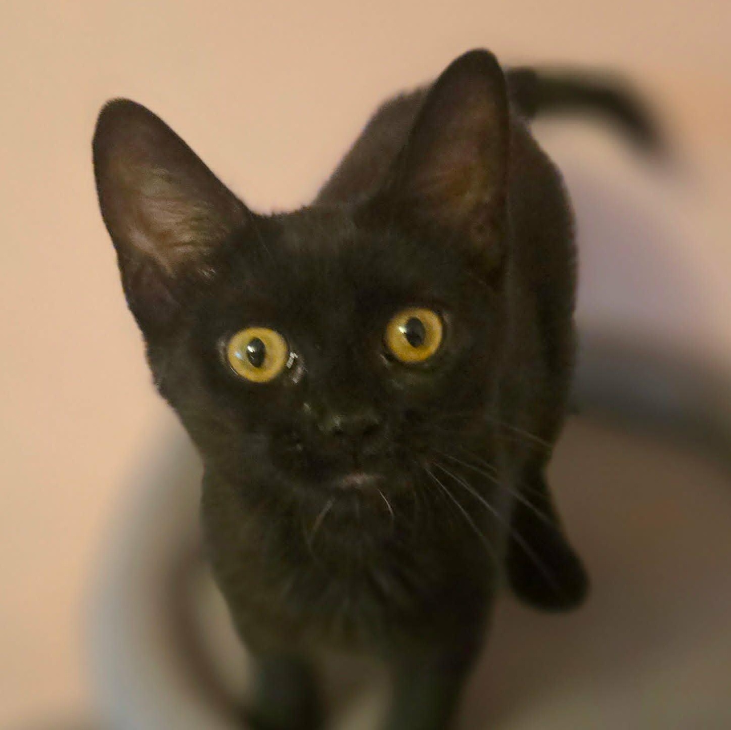 Enlarge Maude (Whiskers Society), a Adoptable Domestic Short Hair in Watertown, WI image 3/3