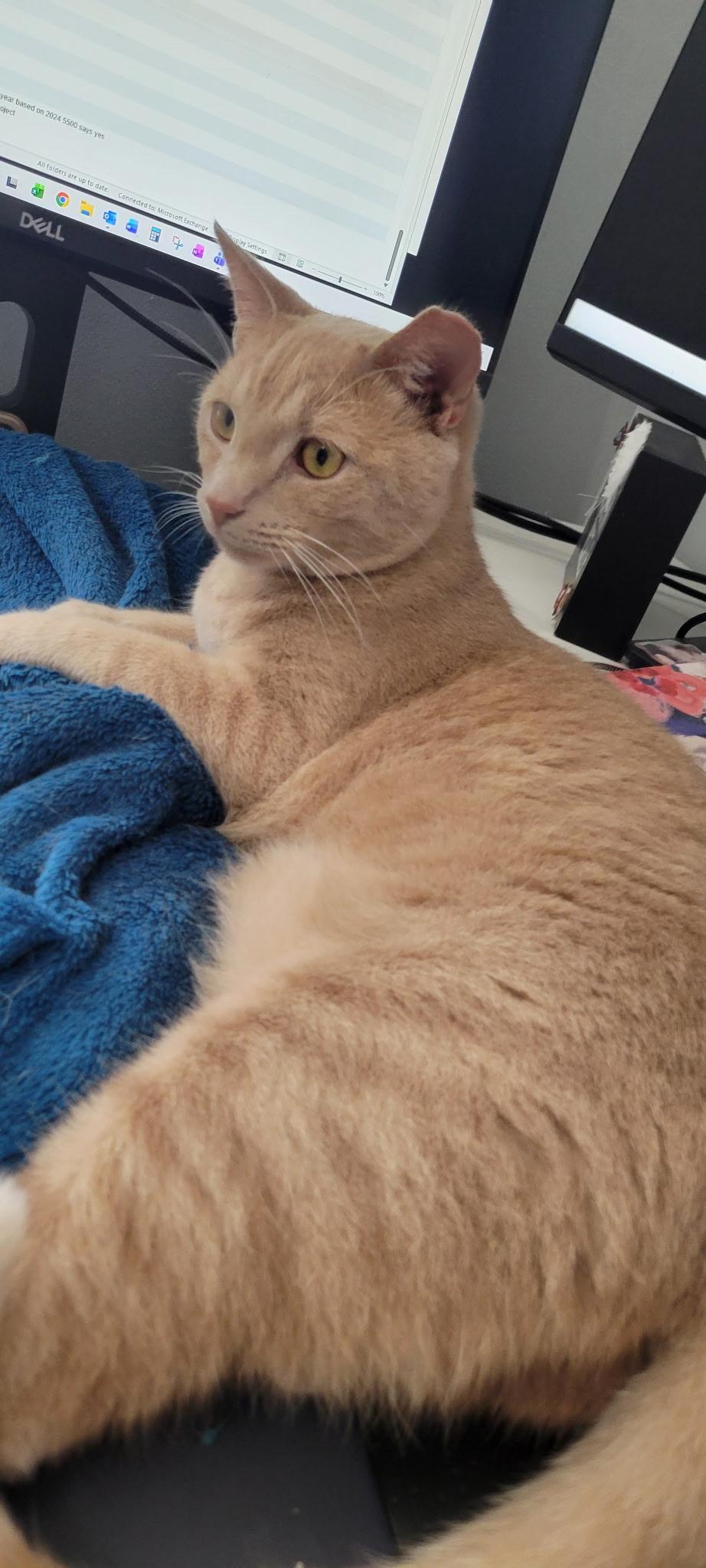 BOWSER & OSCAR, a ADOPTABLE Domestic Short Hair in Lewis Center, OH image 5/5