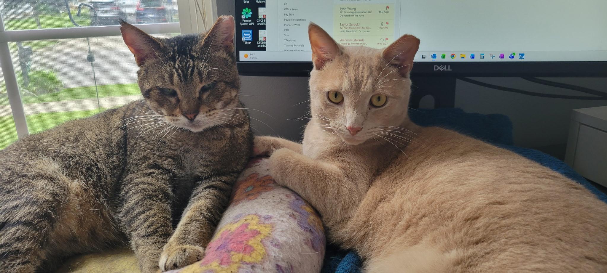 BOWSER & OSCAR, a ADOPTABLE Domestic Short Hair in Lewis Center, OH image 2/5
