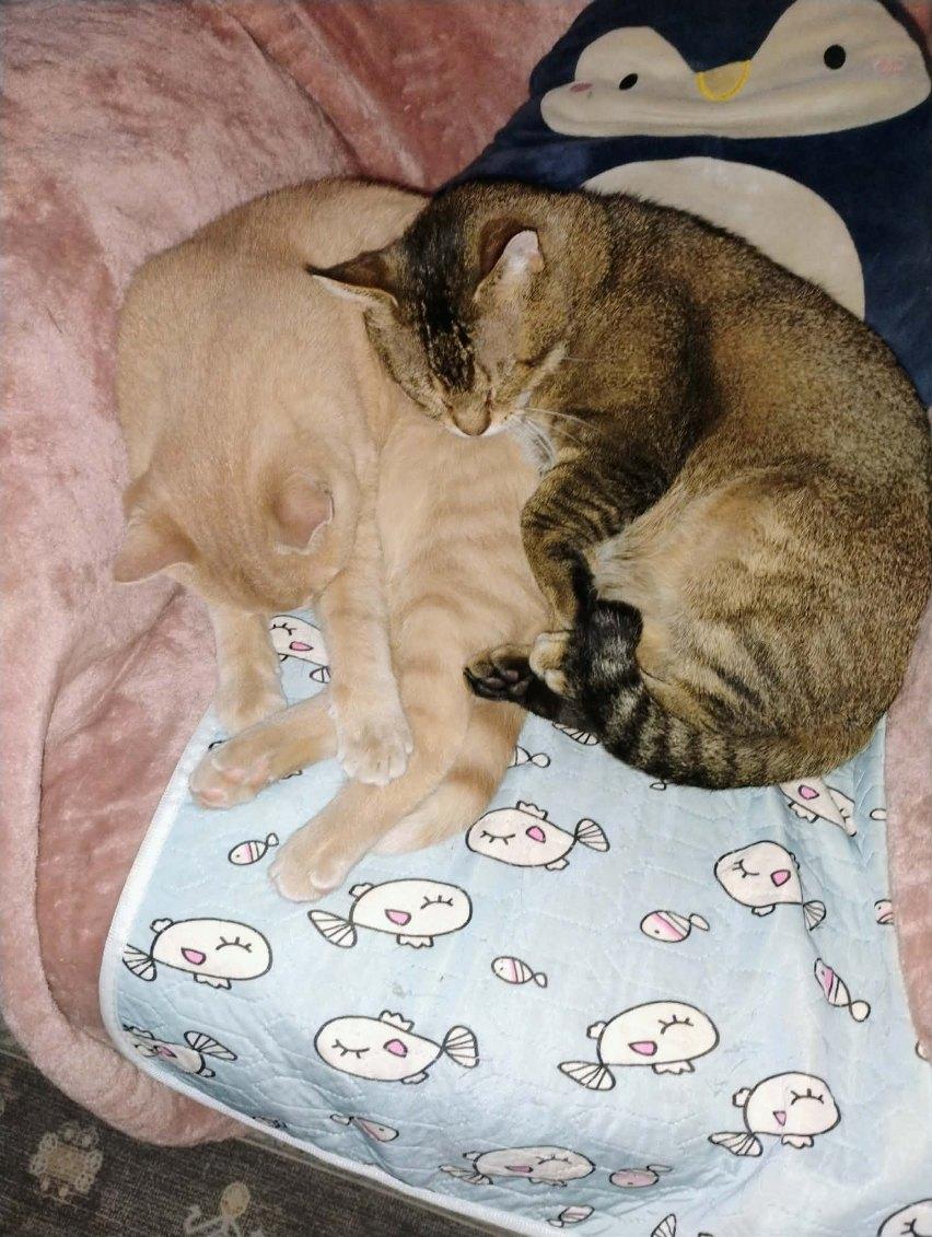 BOWSER & OSCAR, a ADOPTABLE Domestic Short Hair in Lewis Center, OH image 3/5