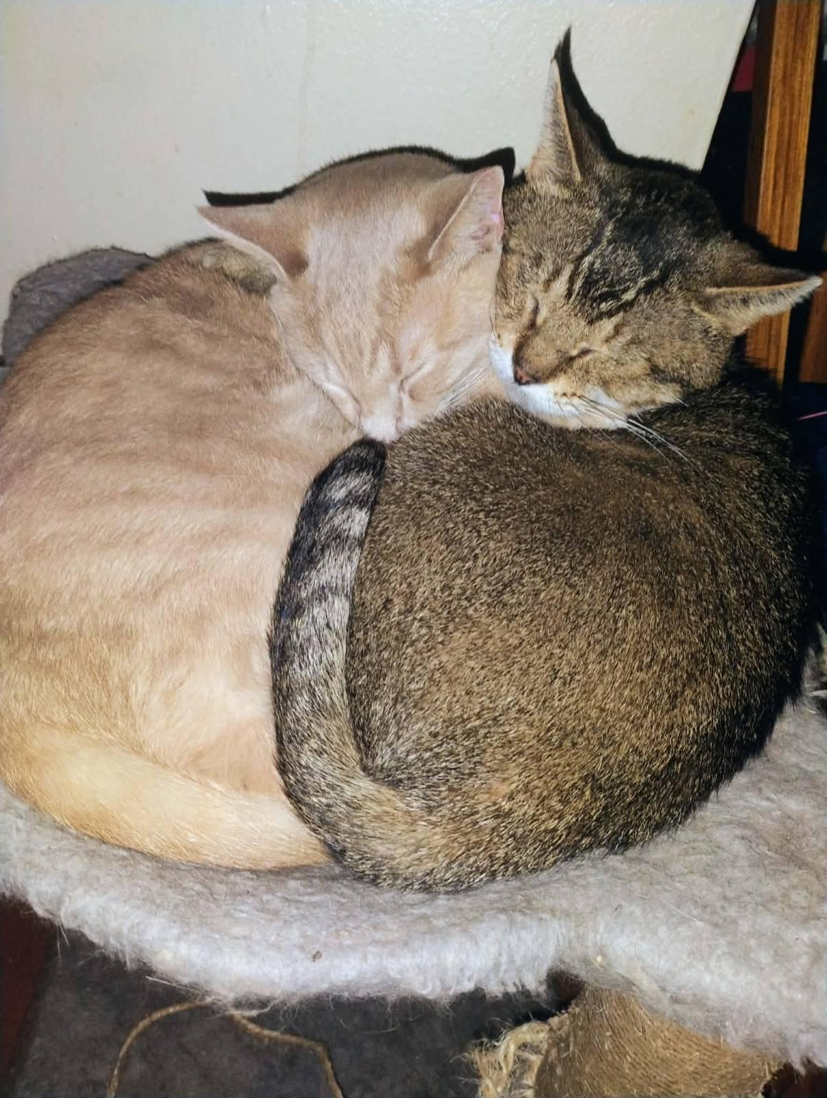 BOWSER & OSCAR, ADOPTABLE, Adult Male Domestic Short Hair.