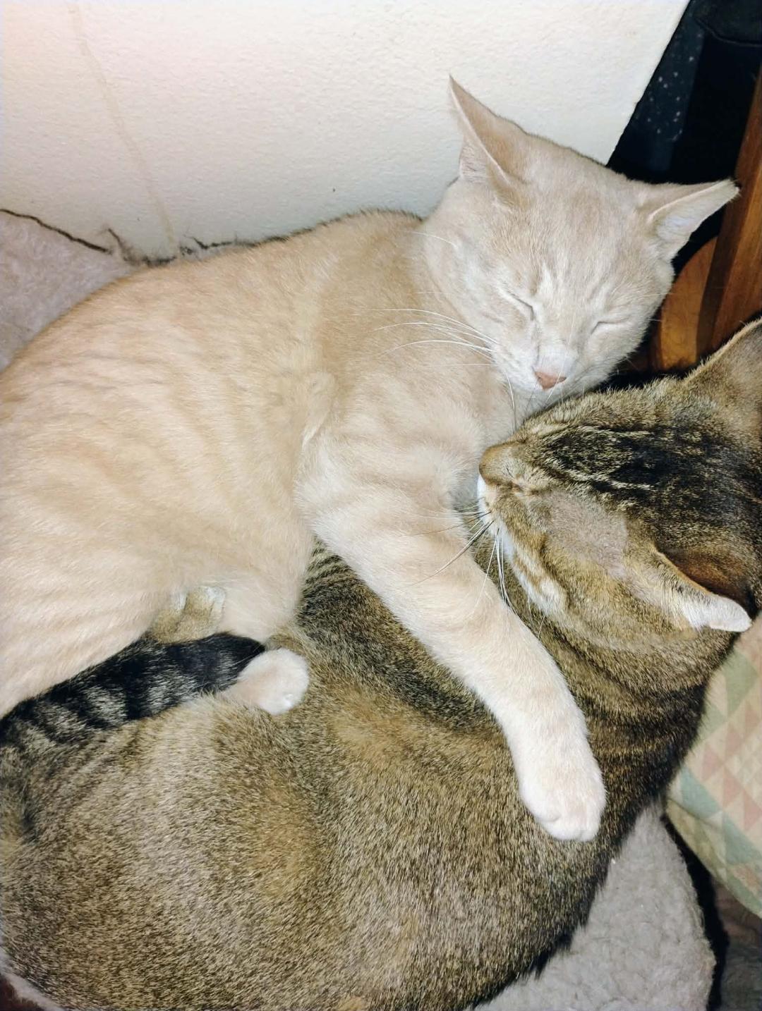BOWSER & OSCAR, a ADOPTABLE Domestic Short Hair in Lewis Center, OH image 4/5