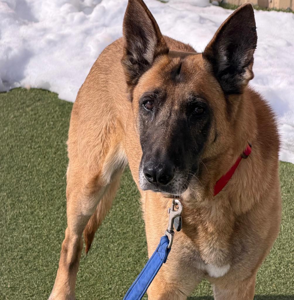 Enlarge Dixie Mill, a Adoptable mixed breed in Columbia, IL image 1/6