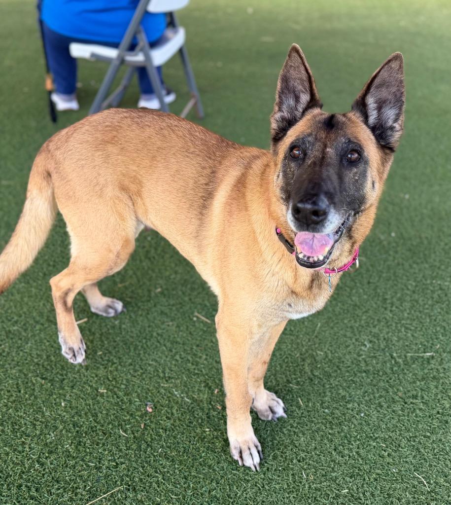 Enlarge Dixie Mill, a Adoptable mixed breed in Columbia, IL image 1/3
