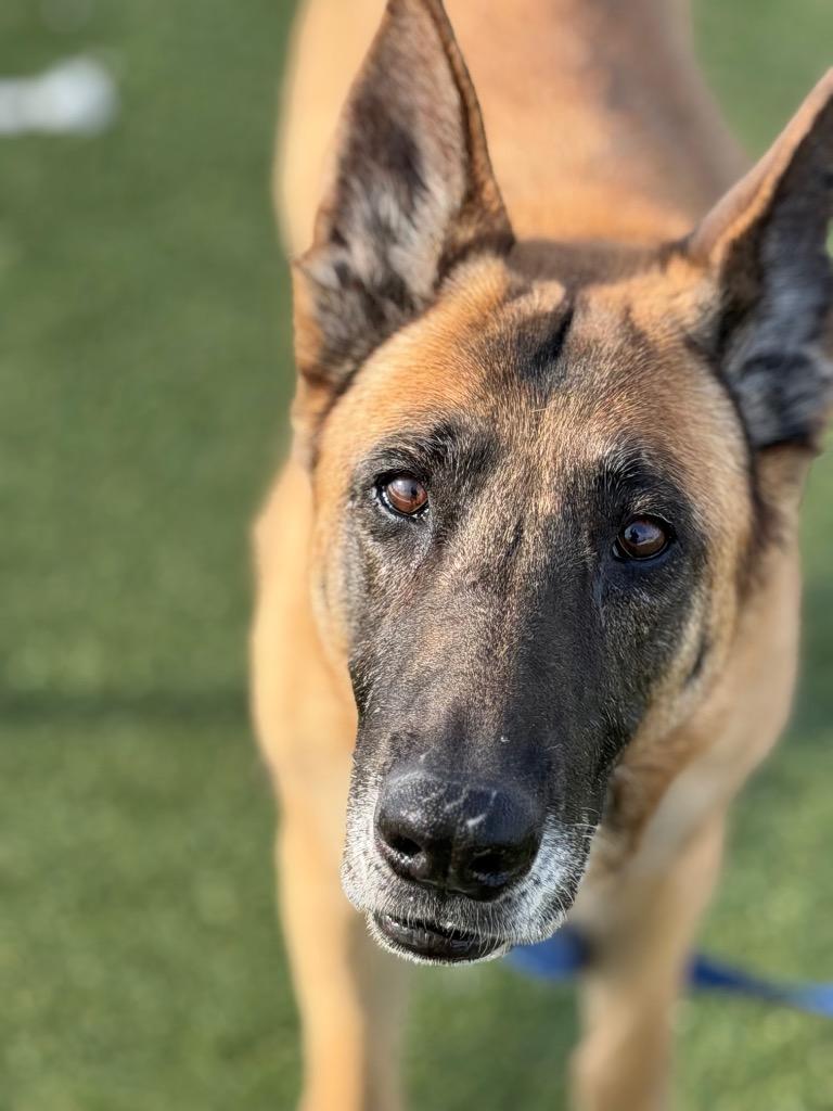 Enlarge Dixie Mill, a Adoptable mixed breed in Columbia, IL image 5/6