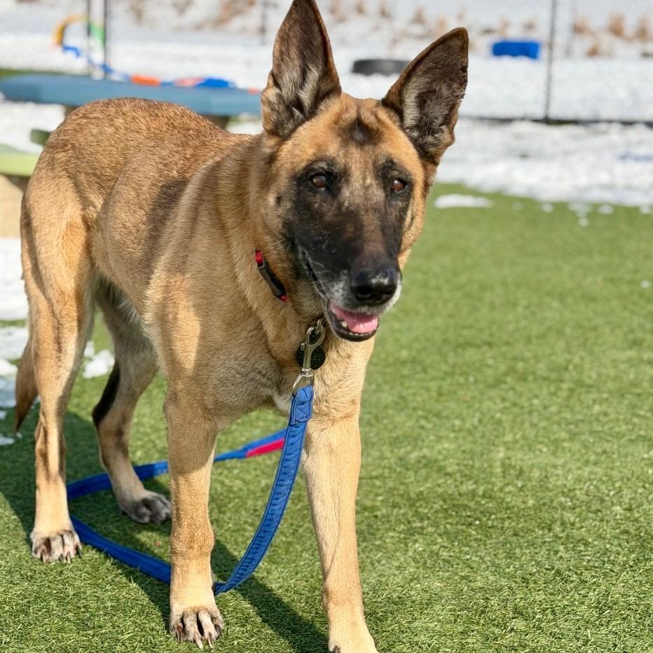 Dixie Mill, Adoptable, Adult Female German Shepherd Dog & Belgian Shepherd / Malinois.