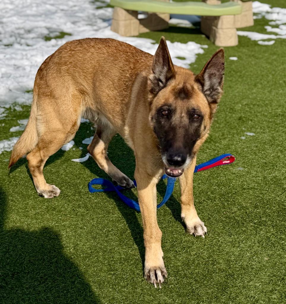 Enlarge Dixie Mill, a Adoptable mixed breed in Columbia, IL image 6/6