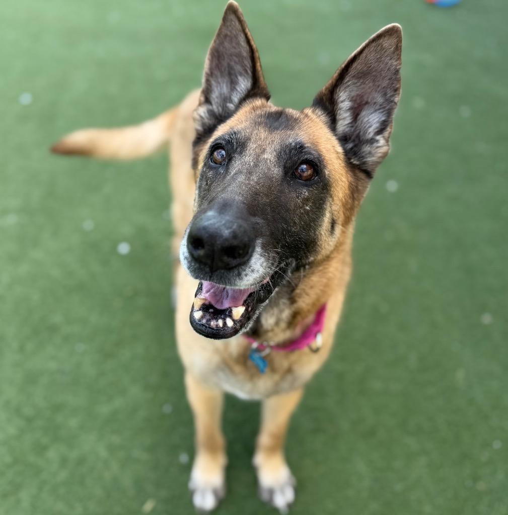 Enlarge Dixie Mill, a Adoptable mixed breed in Columbia, IL image 3/3