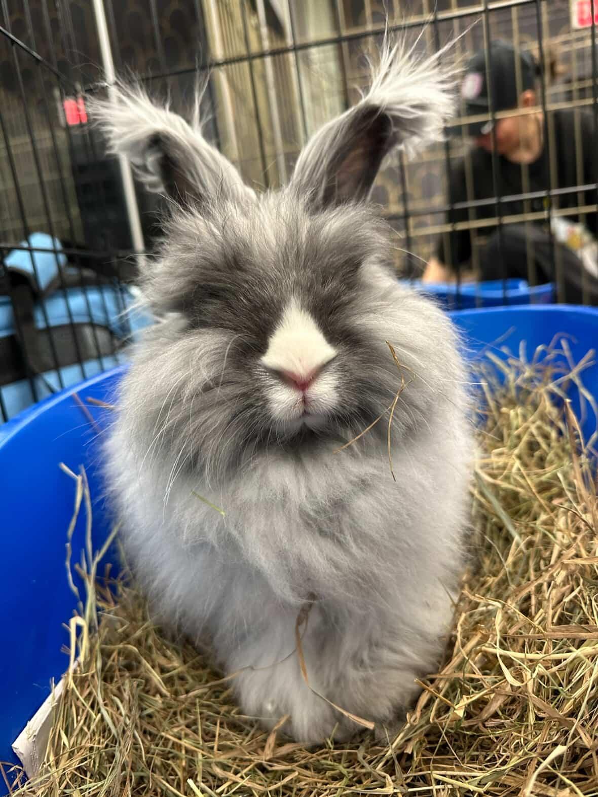 Enlarge Lady Nimbus, an adopted Angora Rabbit in Rutherford, NJ image 4/6