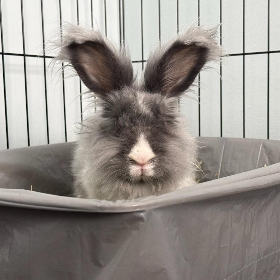 Enlarge Lady Nimbus, an adopted Angora Rabbit in Rutherford, NJ image 3/6
