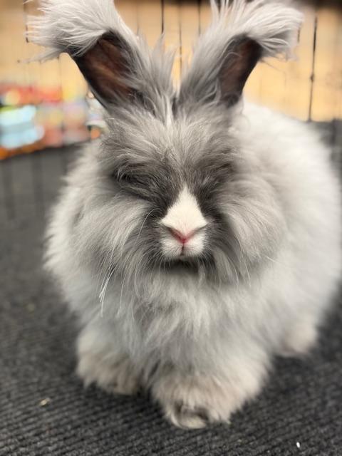 Enlarge Lady Nimbus, an adopted Angora Rabbit in Rutherford, NJ image 1/6