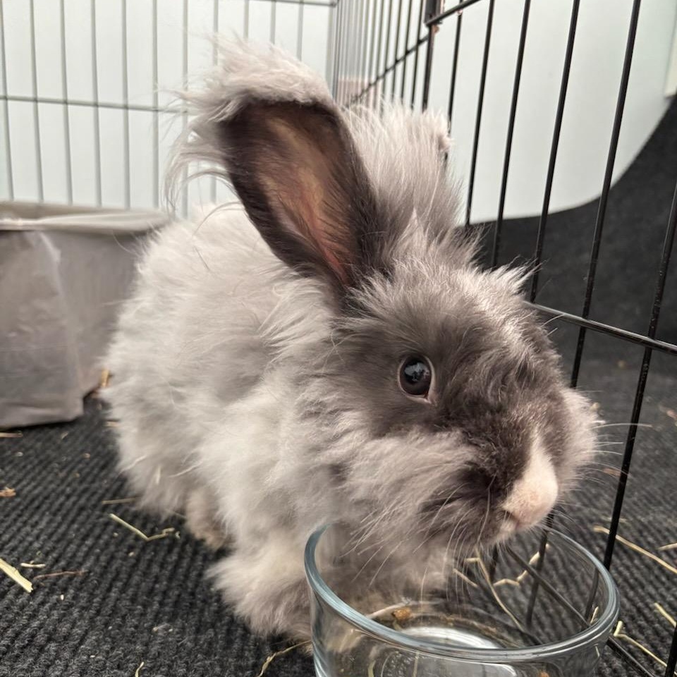 Enlarge Lady Nimbus, an adopted Angora Rabbit in Rutherford, NJ image 5/6