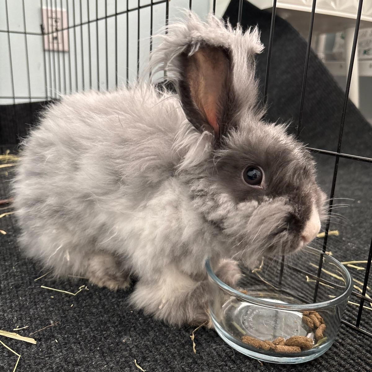 Enlarge Lady Nimbus, an adopted Angora Rabbit in Rutherford, NJ image 6/6