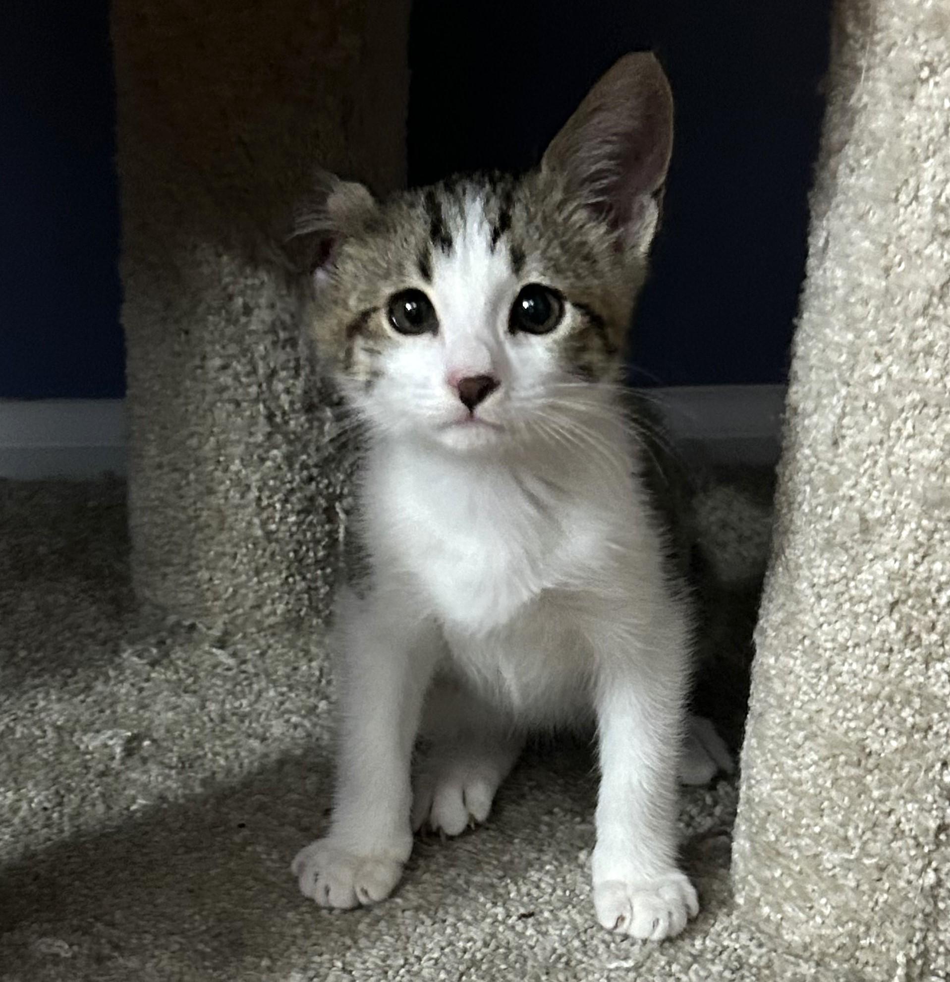 Enlarge Vincent (A142942), a Adopted Tabby in Burbank, CA image 3/6