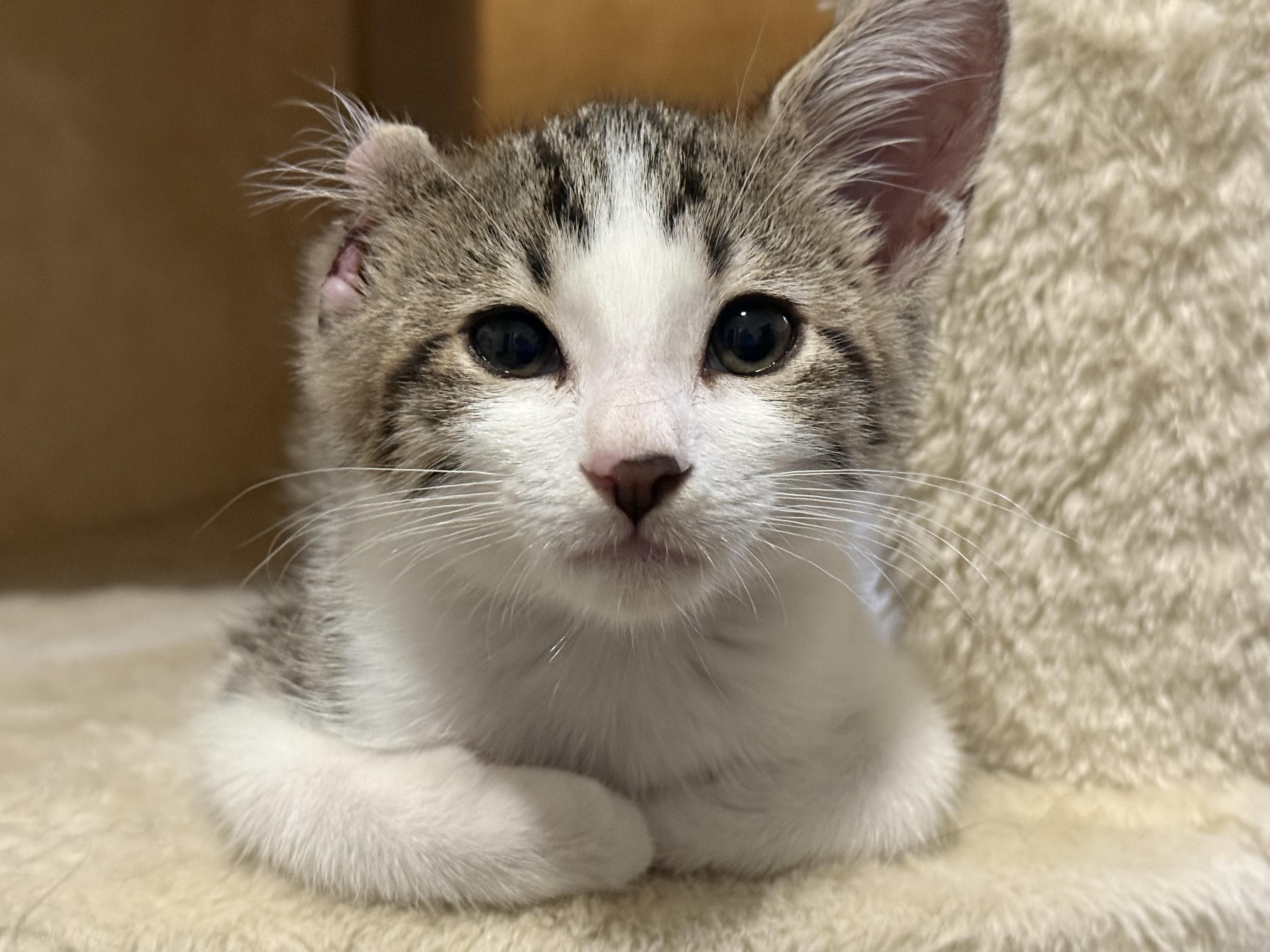 Vincent (A142942), Adopted, Kitten Male Tabby.