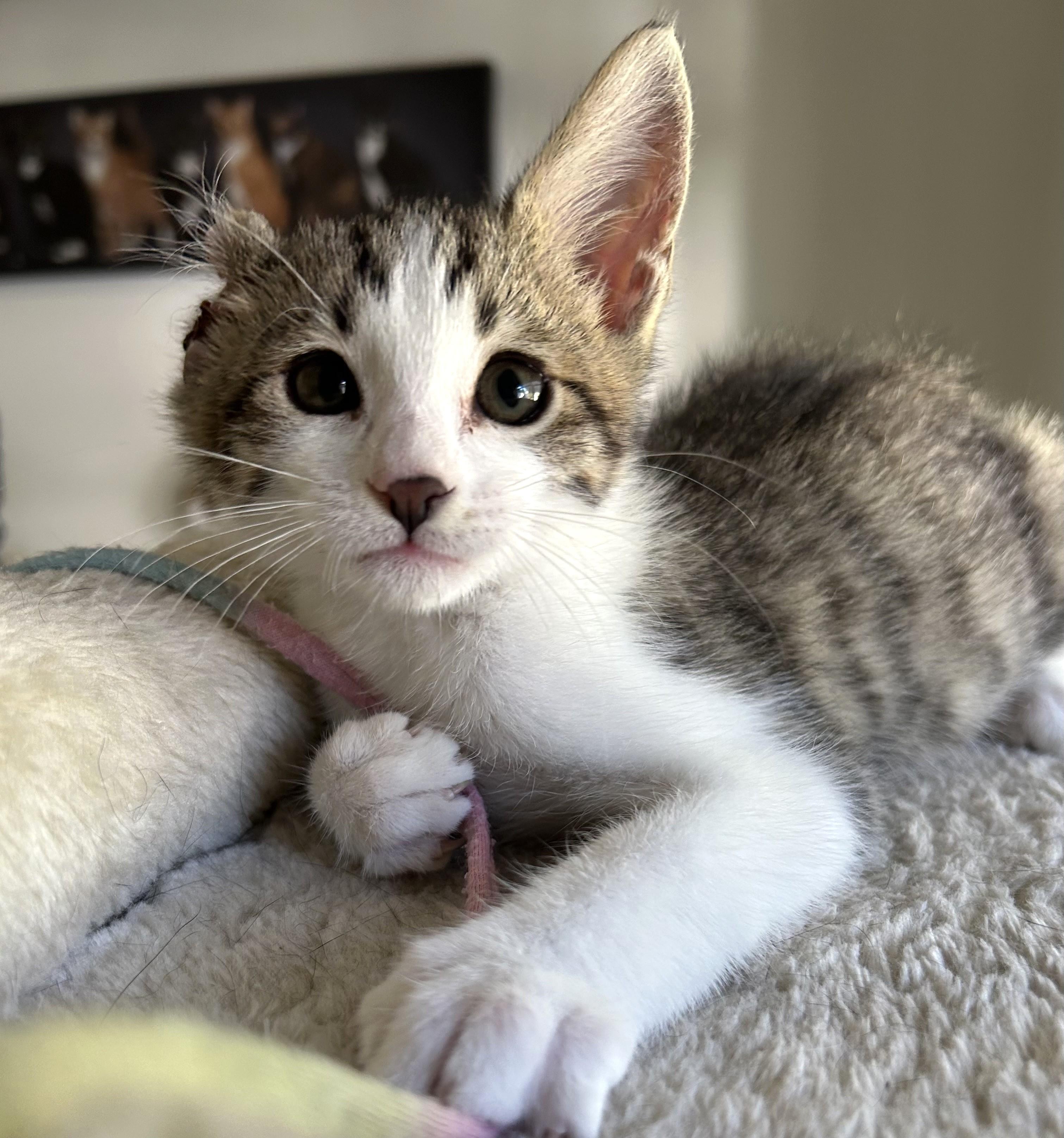 Enlarge Vincent (A142942), a Adopted Tabby in Burbank, CA image 6/6