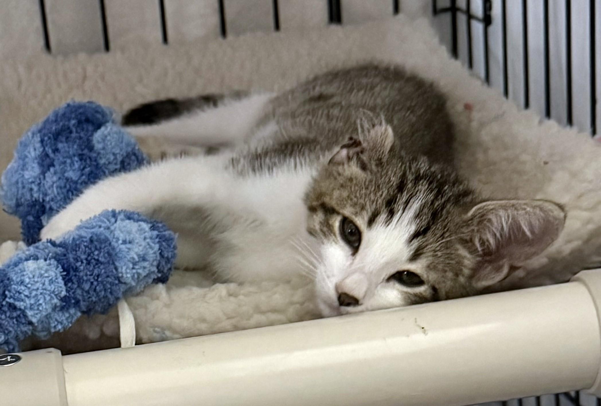 Enlarge Vincent (A142942), a Adopted Tabby in Burbank, CA image 2/6