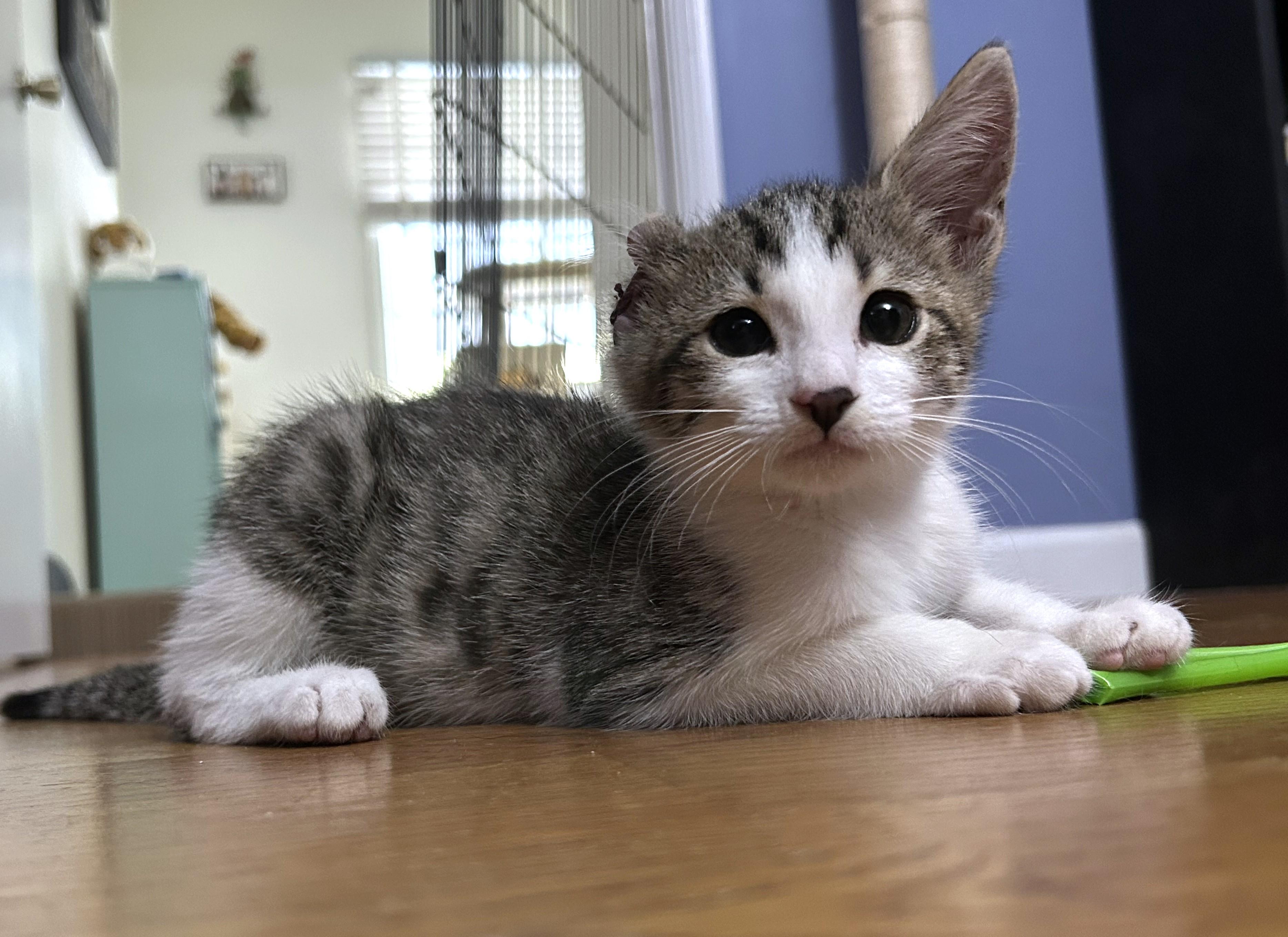 Enlarge Vincent (A142942), a Adopted Tabby in Burbank, CA image 4/6