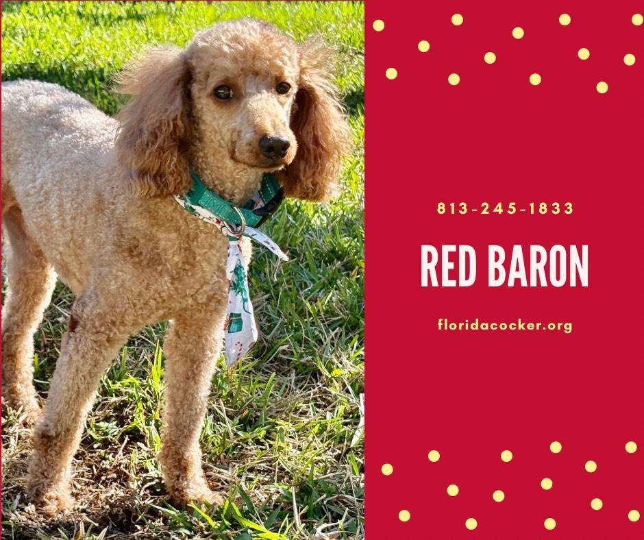 Enlarge Red Barron, an adopted Poodle in Land O Lakes, FL image 1/1
