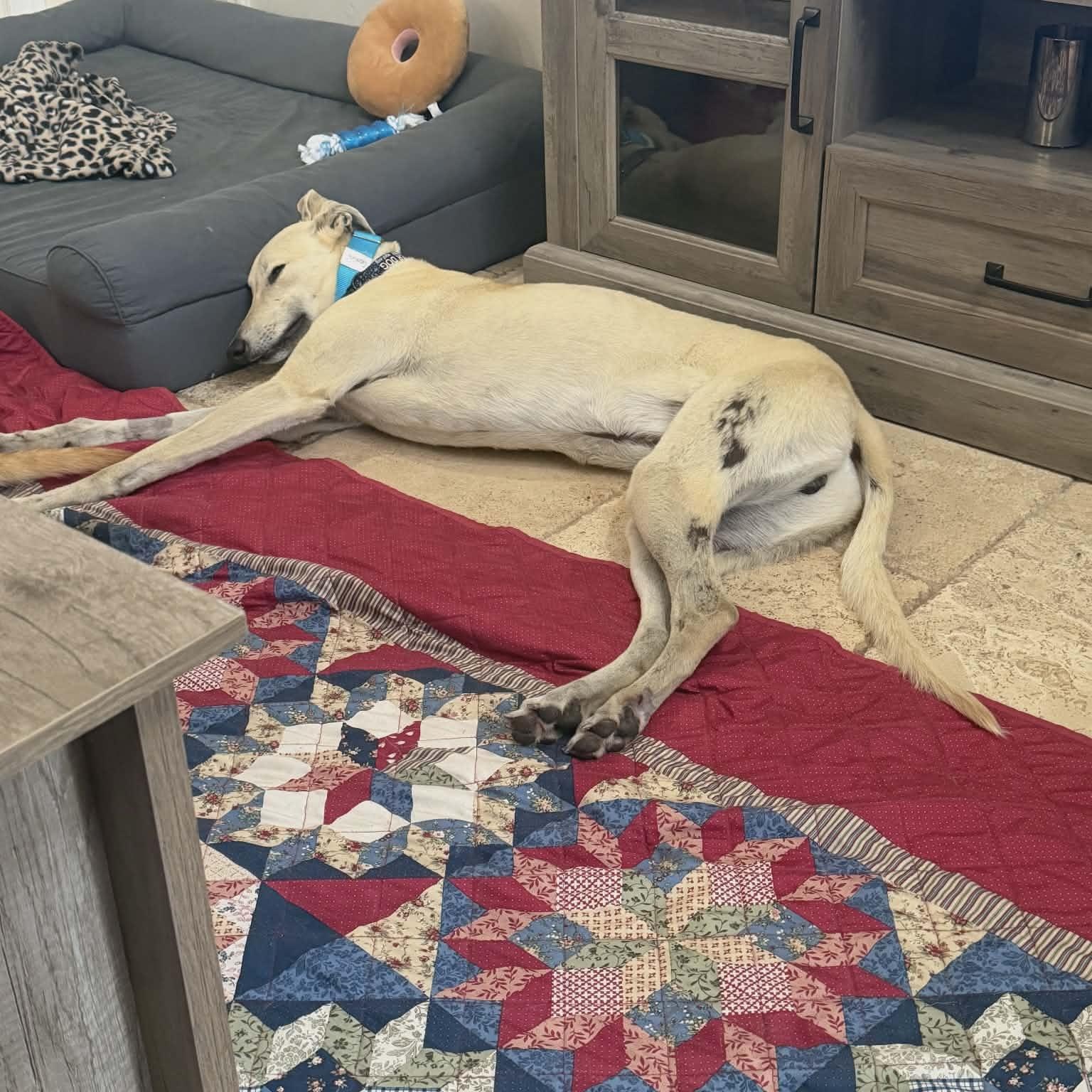 Enlarge Gemini, a ADOPTABLE Greyhound in North Port, FL image 4/4