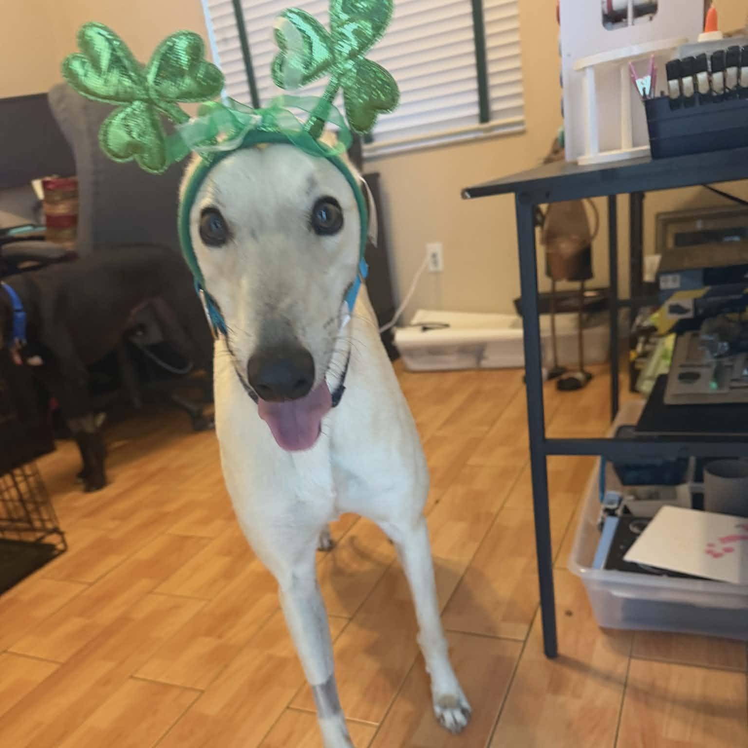 Enlarge Gemini, a ADOPTABLE Greyhound in North Port, FL image 3/4