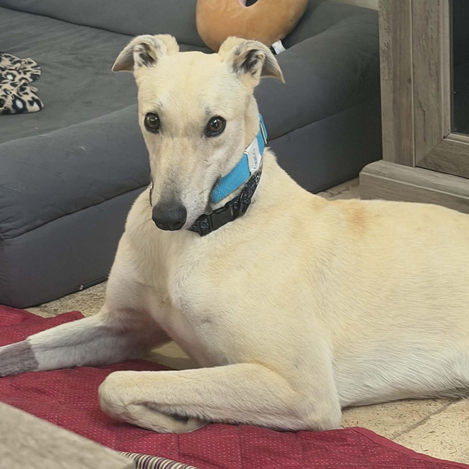 Gemini, ADOPTABLE, Young Male Greyhound.