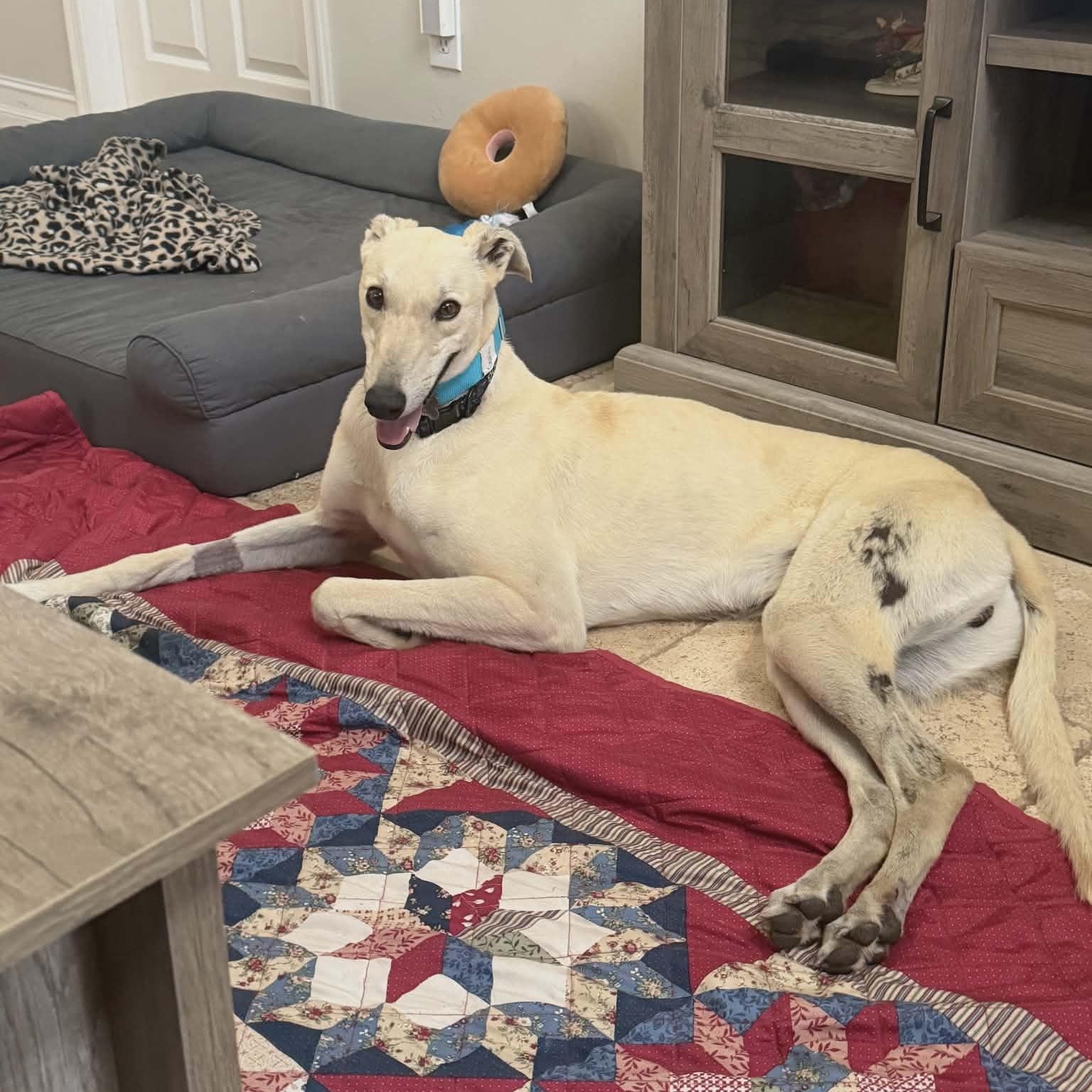 Enlarge Gemini, a ADOPTABLE Greyhound in North Port, FL image 2/4