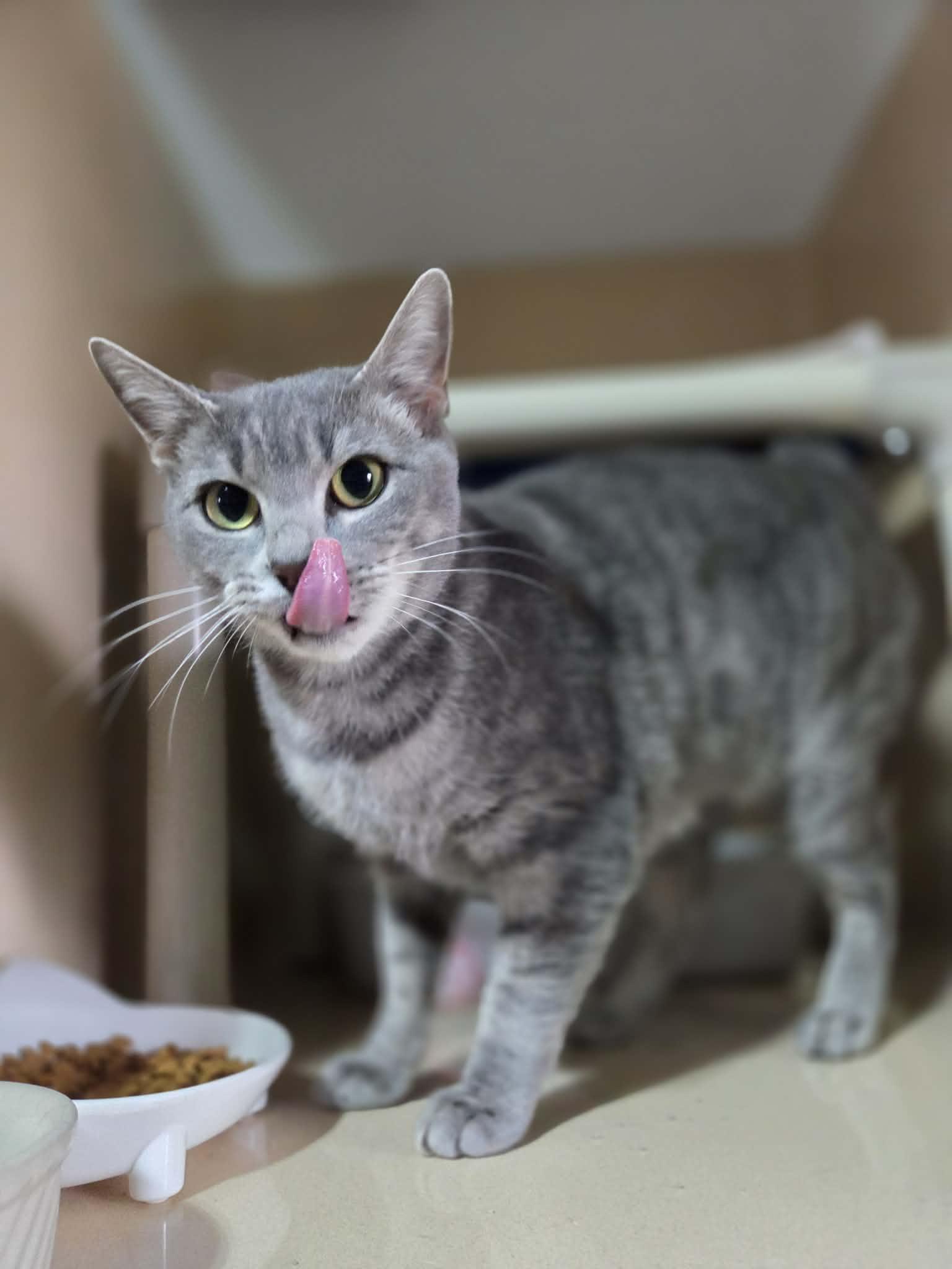 Charlotte, ADOPTABLE, Adult Female Domestic Short Hair.