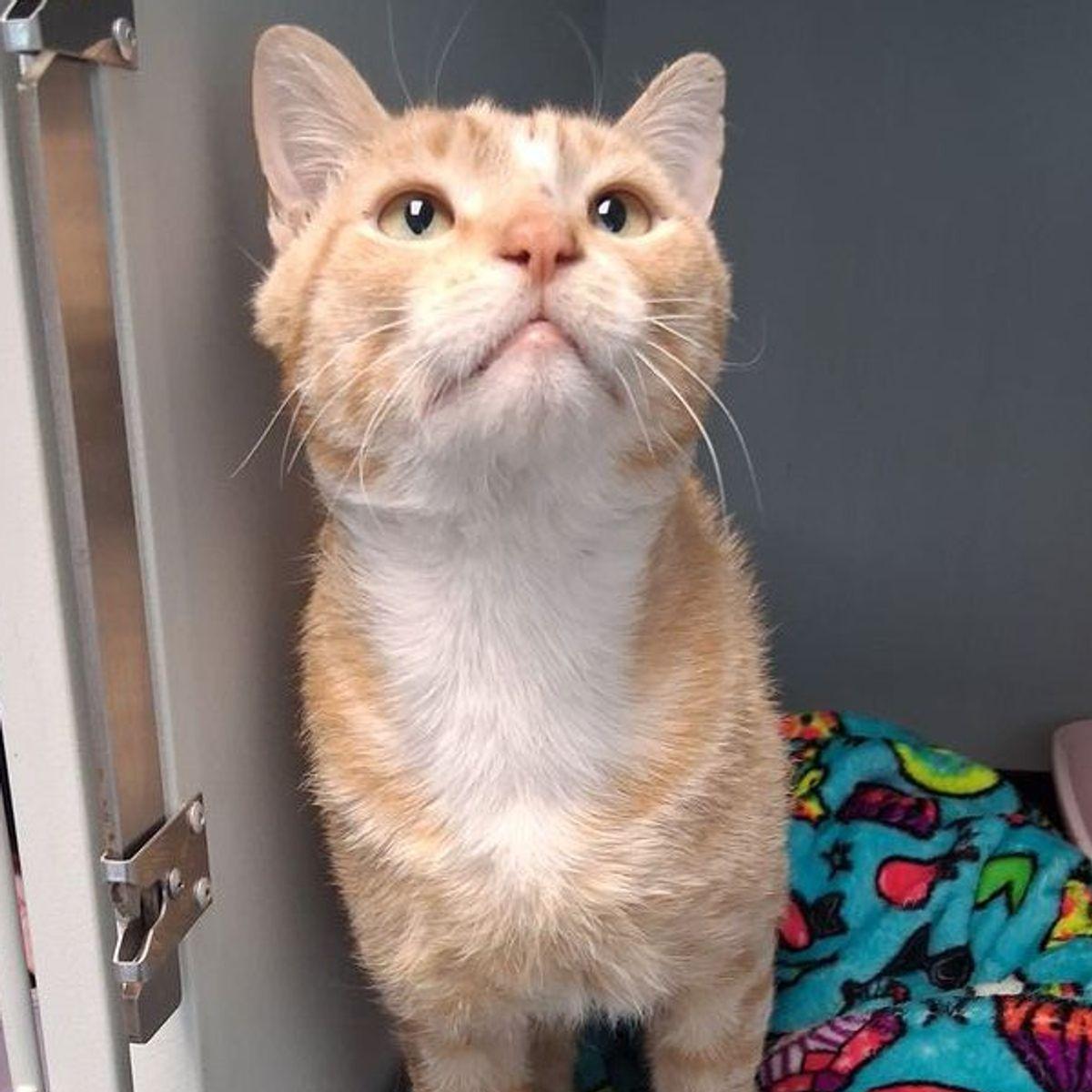 Lake, Adoptable, Adult Male Domestic Short Hair.
